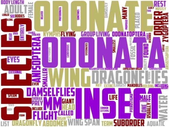 Odonatology Wordart Tshirt.jpg: A Vibrant, Hand-Drawn Word Cloud for Creative Expression